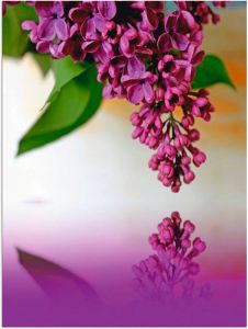 Artland Artprint Lila in vele afmetingen & productsoorten artprint van aluminium artprint voor buiten artprint op linnen poster muursticker wandfolie ook geschikt voor de badkamer