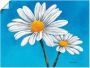 Artland Artprint Margrieten op blauw als artprint van aluminium artprint voor buiten artprint op linnen in verschillende maten - Thumbnail 1