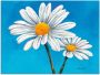 Artland Artprint Margrieten op blauw als artprint van aluminium artprint voor buiten artprint op linnen in verschillende maten - Thumbnail 1