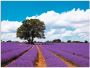 Artland Artprint Mooi lavendelveld in de zomer als artprint van aluminium artprint voor buiten artprint op linnen in verschillende maten - Thumbnail 1