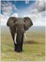 Artland Artprint Olifant als artprint van aluminium artprint voor buiten artprint op linnen poster in verschillende maten. maten - Thumbnail 1