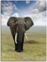 Artland Artprint Olifant als artprint van aluminium artprint voor buiten artprint op linnen poster in verschillende maten. maten - Thumbnail 1