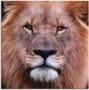 Artland Artprint op linnen Koning van de leeuwen gespannen op een spieraam - Thumbnail 1