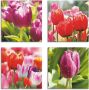 Artland Artprint op linnen Voorjaar en tulpen set van 4 verschillende maten (4-delig) - Thumbnail 1