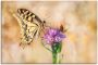 Artland Artprint op linnen Zwaluwstaart vlinder gespannen op een spieraam - Thumbnail 1