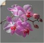 Artland Artprint Orchideeën Droom als artprint op linnen muursticker in verschillende maten - Thumbnail 1