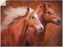 Artland Artprint Raszuivere paarden I als artprint op linnen poster muursticker in verschillende maten - Thumbnail 1