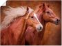 Artland Artprint Raszuivere paarden I als artprint op linnen poster muursticker in verschillende maten - Thumbnail 1