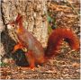 Artland Artprint Rode eekhoorntje wil naar boven als poster muursticker in verschillende maten - Thumbnail 1