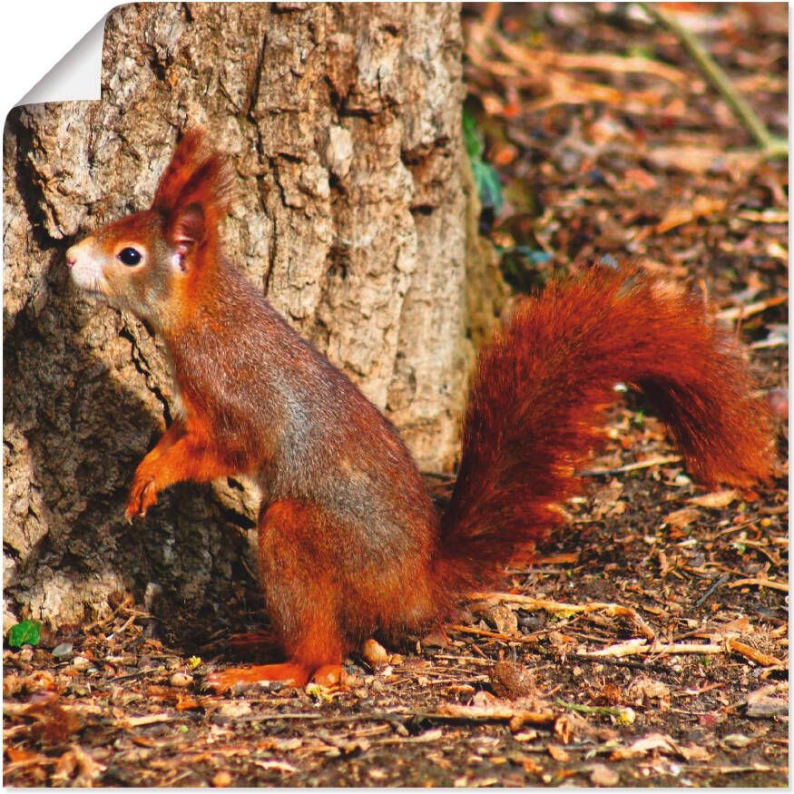 Artland Artprint Rode eekhoorntje wil naar boven als poster muursticker in verschillende maten