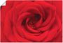Artland Artprint Rode roos als artprint van aluminium artprint voor buiten artprint op linnen in verschillende maten - Thumbnail 1