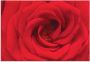 Artland Artprint Rode roos als artprint van aluminium artprint voor buiten artprint op linnen in verschillende maten - Thumbnail 1