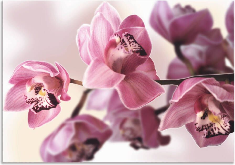 Artland Artprint Roze orchidee als artprint van aluminium artprint voor buiten artprint op linnen poster muursticker - Foto 1