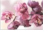 Artland Artprint Roze orchidee als artprint van aluminium artprint voor buiten artprint op linnen poster muursticker - Thumbnail 1