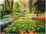 Artland Artprint Tulpenbloesem Tulpen tuin voorjaar als artprint van aluminium artprint voor buiten artprint op linnen poster muursticker - Thumbnail 1