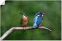 Artland Artprint Twee ijsvogels als artprint van aluminium artprint voor buiten poster in diverse formaten - Thumbnail 1