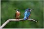 Artland Artprint Twee ijsvogels als artprint van aluminium artprint voor buiten poster in diverse formaten - Thumbnail 1