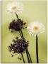 Artland Artprint Twee voor groen gerbera's als artprint op linnen in verschillende maten - Thumbnail 1