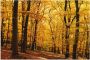 Artland Artprint Wandeling in herfstbos als artprint van aluminium artprint voor buiten artprint op linnen poster in verschillende maten. maten - Thumbnail 1