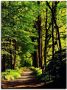 Artland Artprint Weg in het bos als artprint van aluminium artprint voor buiten artprint op linnen poster in verschillende maten. maten - Thumbnail 1