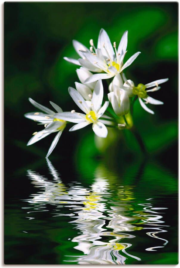 Artland Artprint Wildeknoflookbloemen met waterspiegeling als artprint op linnen poster in verschillende formaten maten