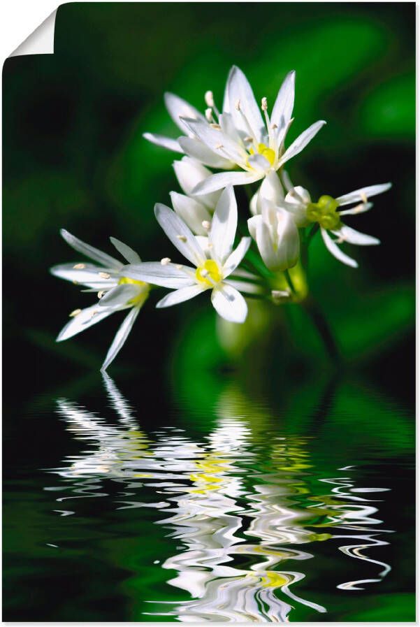 Artland Artprint Wildeknoflookbloemen met waterspiegeling als artprint op linnen poster in verschillende formaten maten