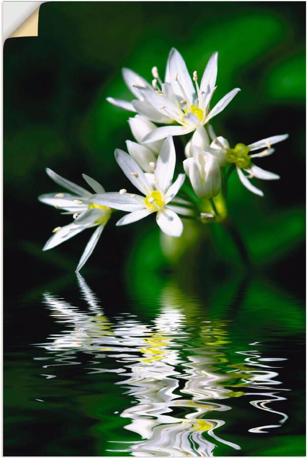 Artland Artprint Wildeknoflookbloemen met waterspiegeling als artprint op linnen poster in verschillende formaten maten - Foto 1