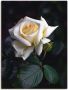Artland Artprint Wit-gele roos als artprint op linnen poster in verschillende formaten maten - Thumbnail 1