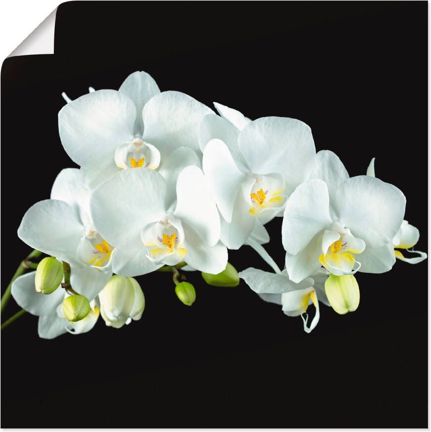 Artland Artprint Witte orchidee op een zwarte achtergrond als artprint op linnen poster muursticker in verschillende maten