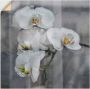 Artland Artprint Witte orchideeën white orchidee als artprint op linnen muursticker in verschillende maten - Thumbnail 1