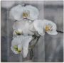 Artland Artprint Witte orchideeën white orchidee als artprint op linnen muursticker in verschillende maten - Thumbnail 1