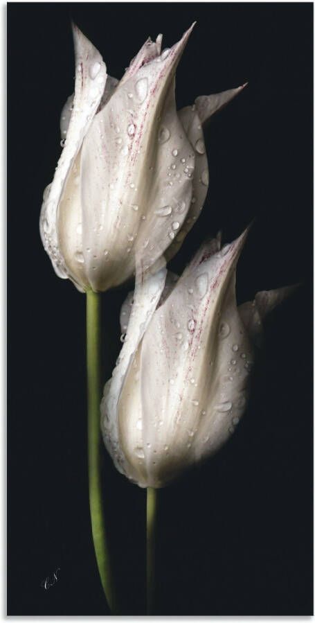 Artland Artprint Witte tulpen in de nacht als artprint van aluminium artprint voor buiten artprint op linnen poster muursticker