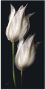 Artland Artprint Witte tulpen in de nacht als artprint van aluminium artprint voor buiten artprint op linnen poster muursticker - Thumbnail 1