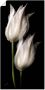 Artland Artprint Witte tulpen in de nacht als artprint van aluminium artprint voor buiten artprint op linnen poster muursticker - Thumbnail 1