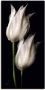 Artland Artprint Witte tulpen in de nacht als artprint van aluminium artprint voor buiten artprint op linnen poster muursticker - Thumbnail 1