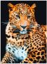 Artland Artprint Woedende wilde luipaard als artprint van aluminium artprint voor buiten artprint op linnen poster muursticker - Thumbnail 1