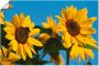 Artland Artprint op linnen Zonnebloemen gespannen op een spieraam - Thumbnail 1