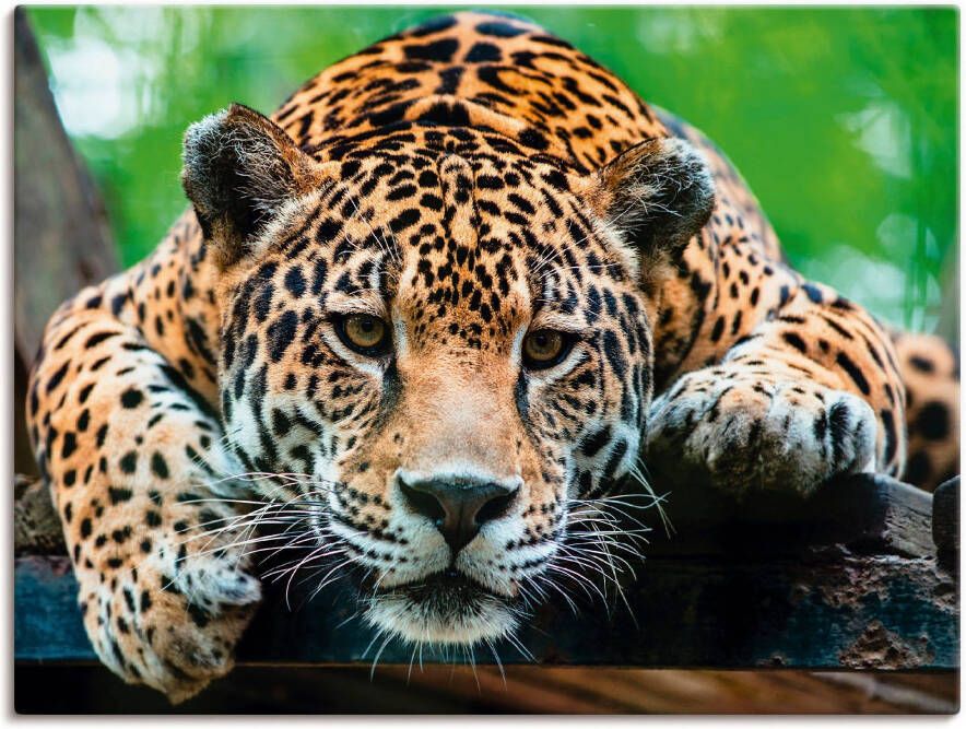 Artland Artprint Zuid-Amerikaanse jaguar als artprint van aluminium artprint voor buiten artprint op linnen poster muursticker - Foto 1