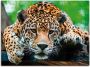 Artland Artprint Zuid-Amerikaanse jaguar als artprint van aluminium artprint voor buiten artprint op linnen poster muursticker - Thumbnail 1