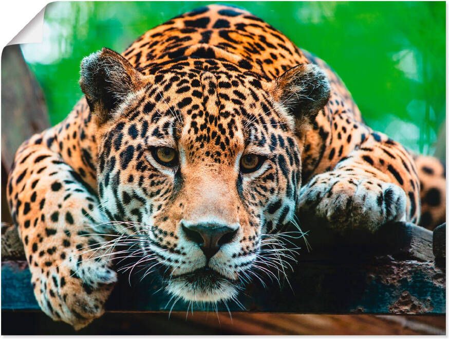 Artland Artprint Zuid-Amerikaanse jaguar als artprint van aluminium artprint voor buiten artprint op linnen poster muursticker