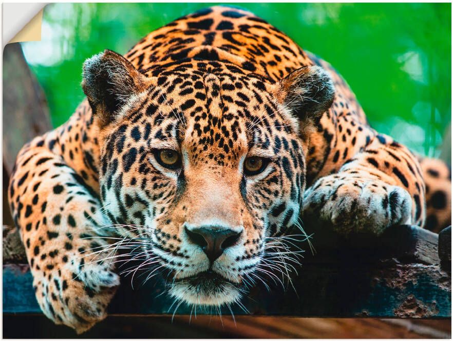 Artland Artprint Zuid-Amerikaanse jaguar als artprint van aluminium artprint voor buiten artprint op linnen poster muursticker