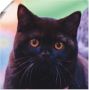 Artland Artprint Zwarte Britse korthaar kat als poster in verschillende formaten maten - Thumbnail 1
