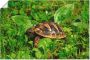 Artland Poster Griekse landschildpad baby als artprint van aluminium artprint op linnen muursticker of poster in verschillende maten - Thumbnail 1