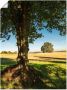 Artland Poster Veld en bomen bij Hohen Demzin als artprint van aluminium artprint op linnen muursticker of poster in verschillende maten - Thumbnail 1