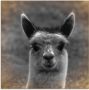 Artland Print op glas Alpaca blik in verschillende maten - Thumbnail 1