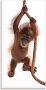 Artland Print op glas Baby Sumatra orang oetan hangt aan het touw - Thumbnail 1