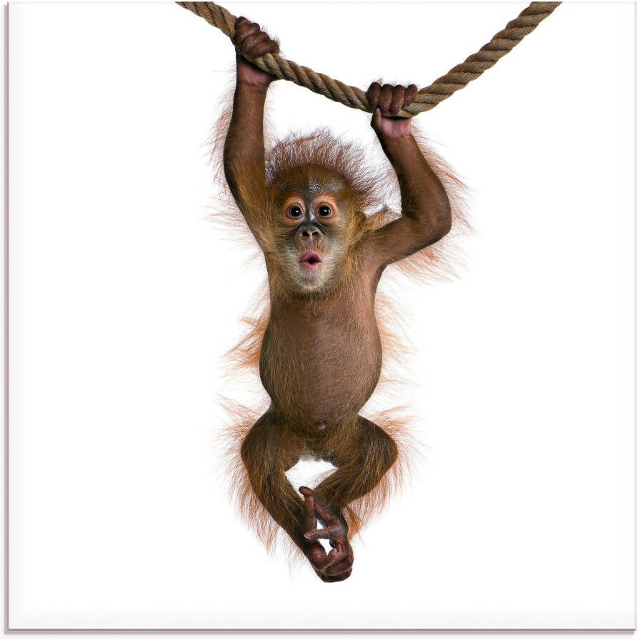 Artland Print op glas Baby Sumatra orang oetan hangt aan het touw