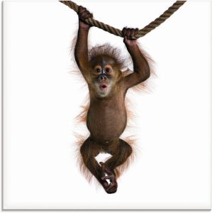 Artland Print op glas Baby Sumatra orang oetan hangt aan het touw in verschillende maten