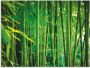 Artland Print op glas Bamboe I in verschillende maten - Thumbnail 1