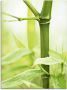 Artland Print op glas Bamboe tak in verschillende maten - Thumbnail 1